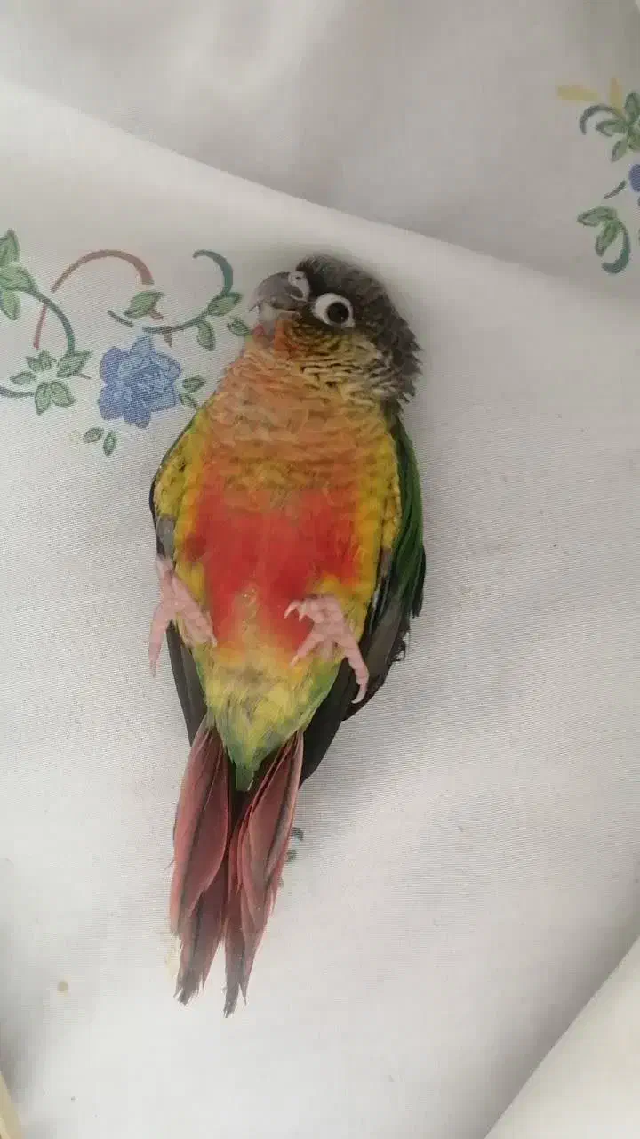 جوجه طوطی گرینچیک|پرنده|نجف‌آباد, شریعتی غربی|دیوار