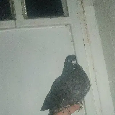 کبوتر پلاکی بزک|پرنده|صدرا-فارس, فاز ۱|دیوار