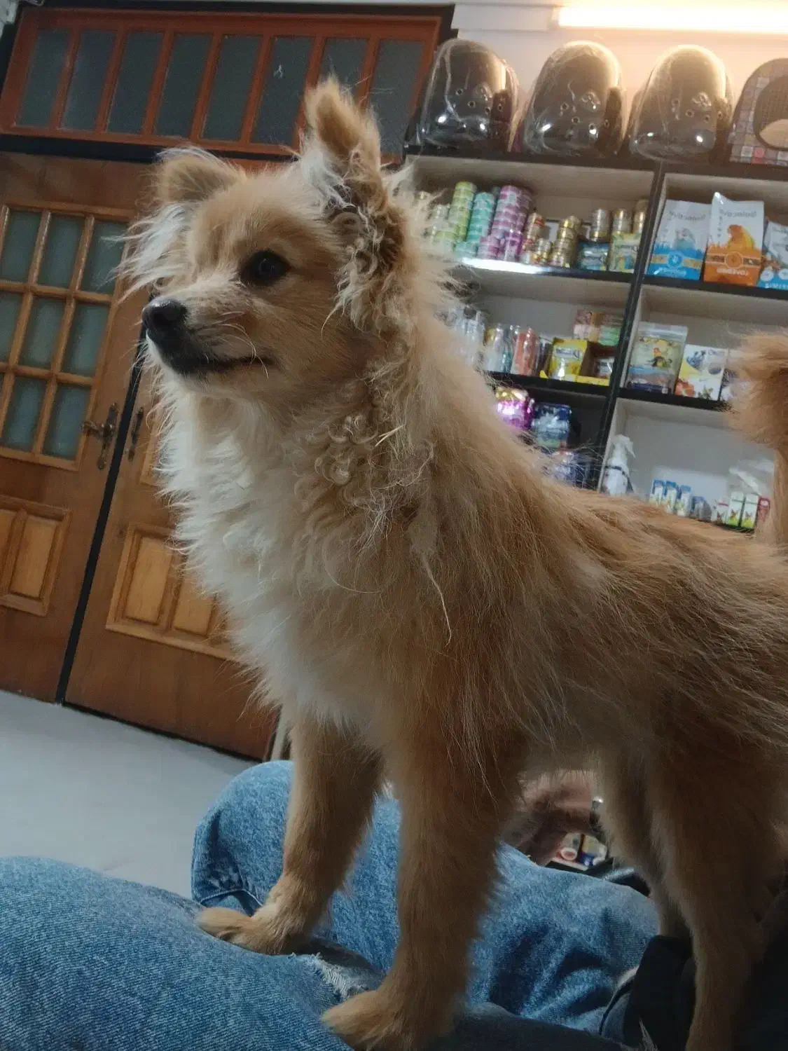 گمشده سگ پامرانین روباهی|حیوانات|خرمآباد, |دیوار