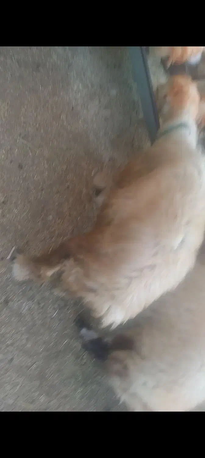 این‌میش‌گم‌شده‌|حیوانات|اندیمشک, |دیوار