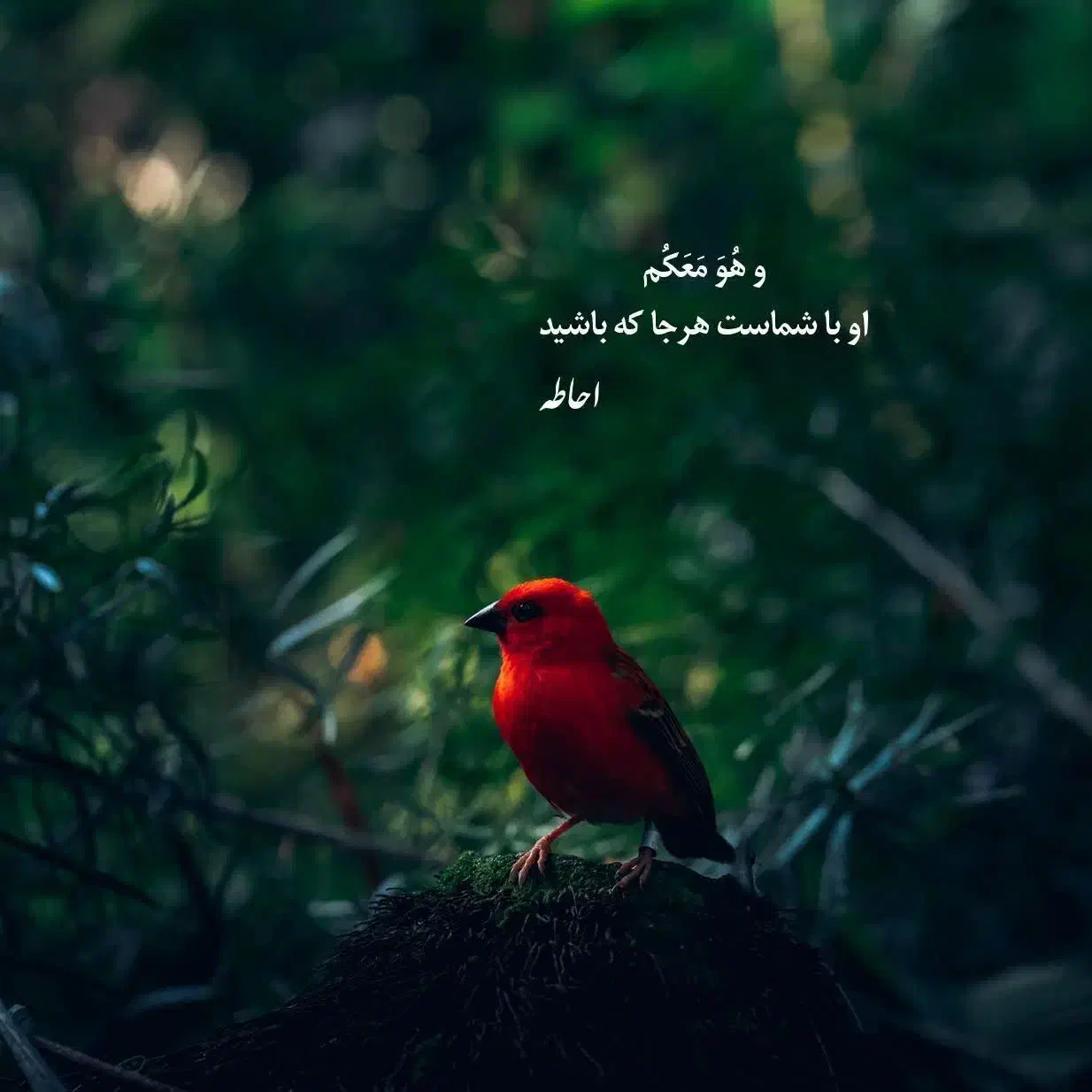 نیازمند خانه اجاره ای|خدمات آموزشی|کوه چنار, |دیوار