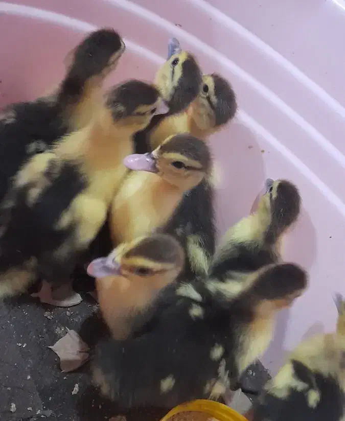 جوجه اردک خارجی|حیوانات مزرعه|گالیکش, |دیوار