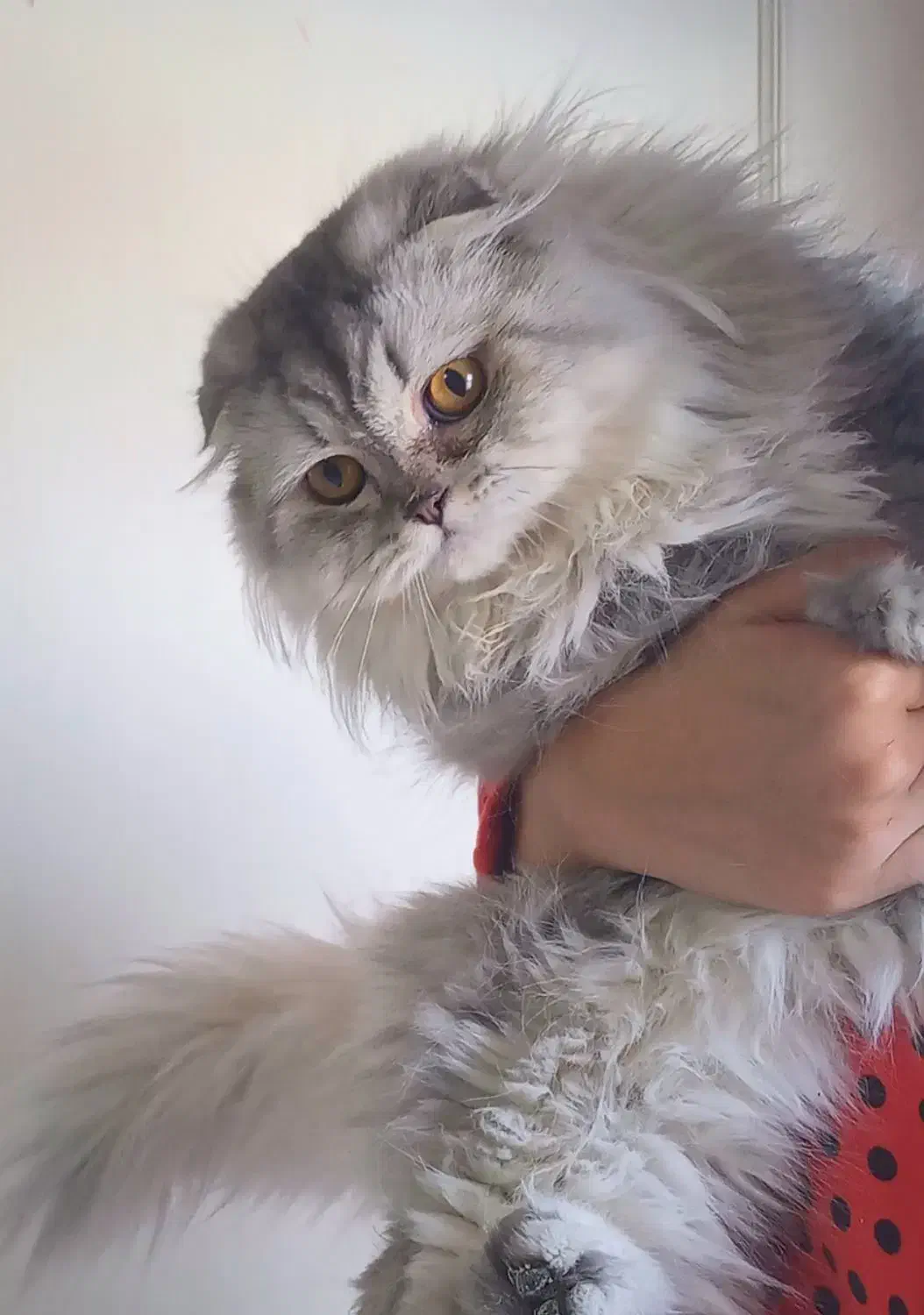 اسکاتیش سیلور|گربه|تبریز, |دیوار