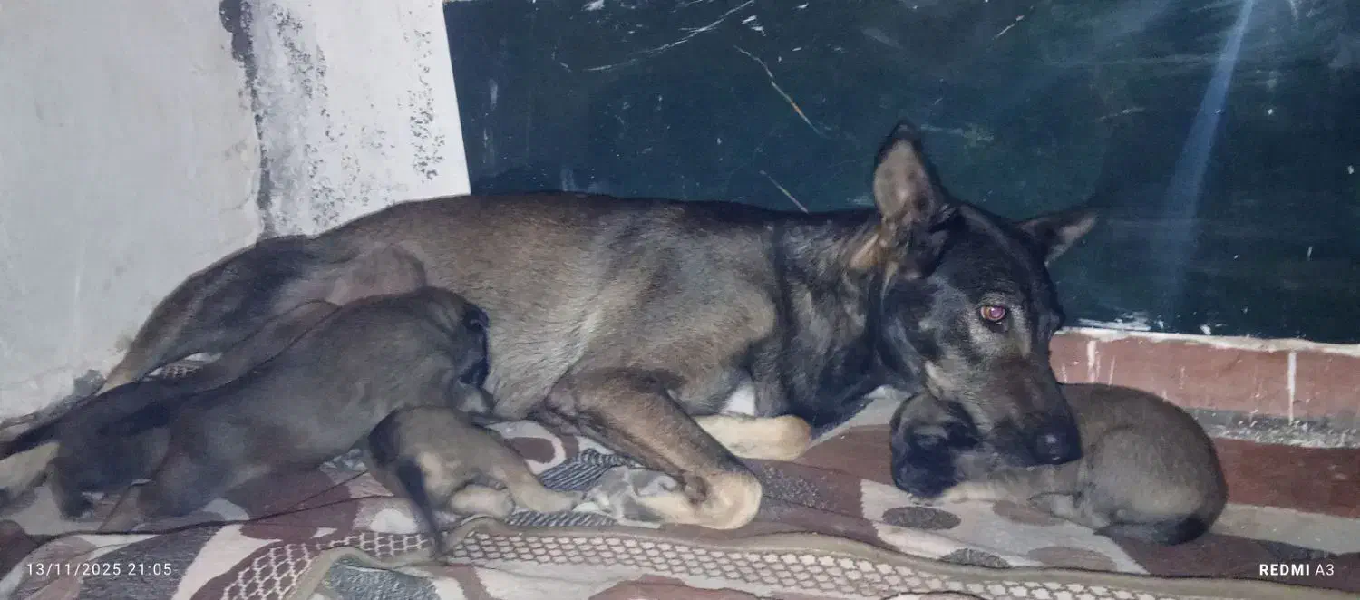 توله سگ مالینویز،|سگ|بندرعباس, |دیوار