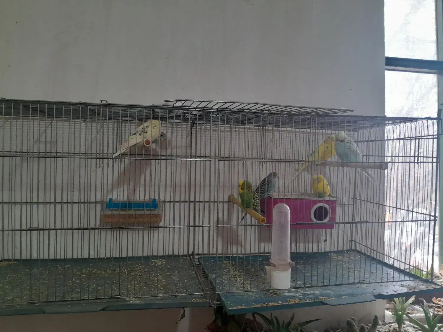 فروشی|پرنده|مهربان, |دیوار