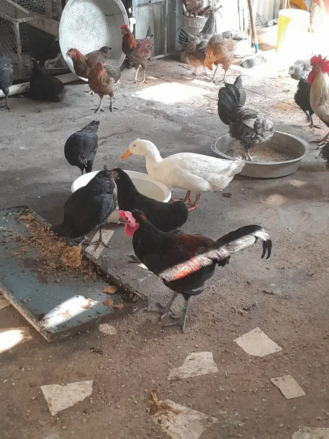 مرغ و خروس و جوجه ۱ ماهه|حیوانات مزرعه|اهواز, فاز ۱ پادادشهر|دیوار