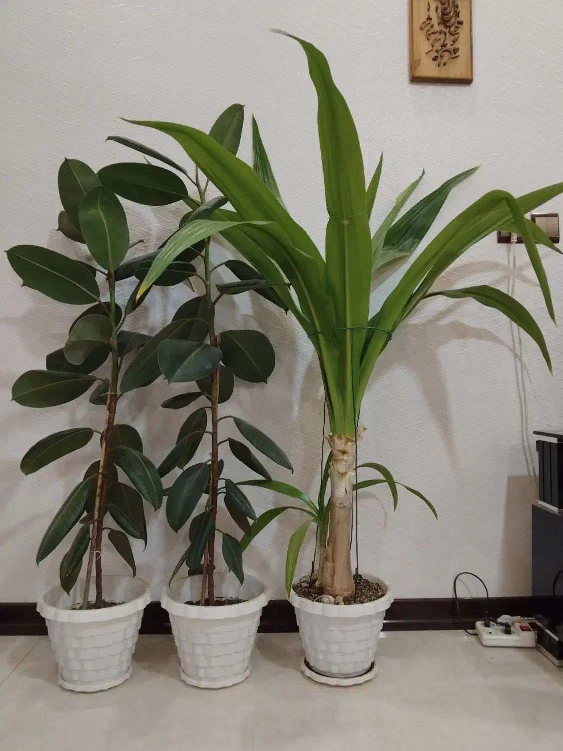 فروش گل آپارتمانی|گل و گیاه طبیعی|شاهینشهر, خانه کارگر|دیوار