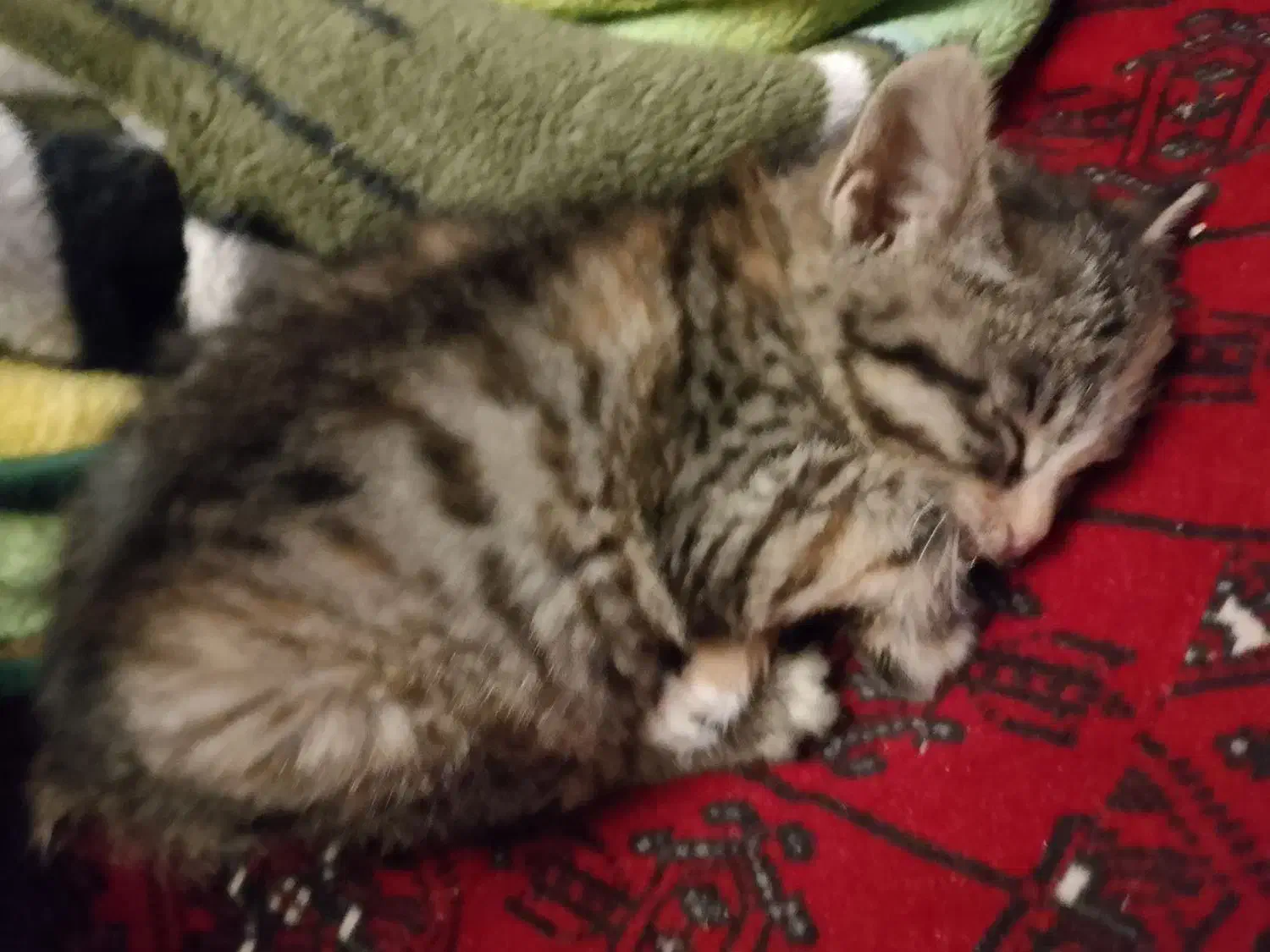 یک عددجوجه گربه نژاد دارپشمالو ی چشم سبز|گربه|تربت جام, یحیی آباد|دیوار