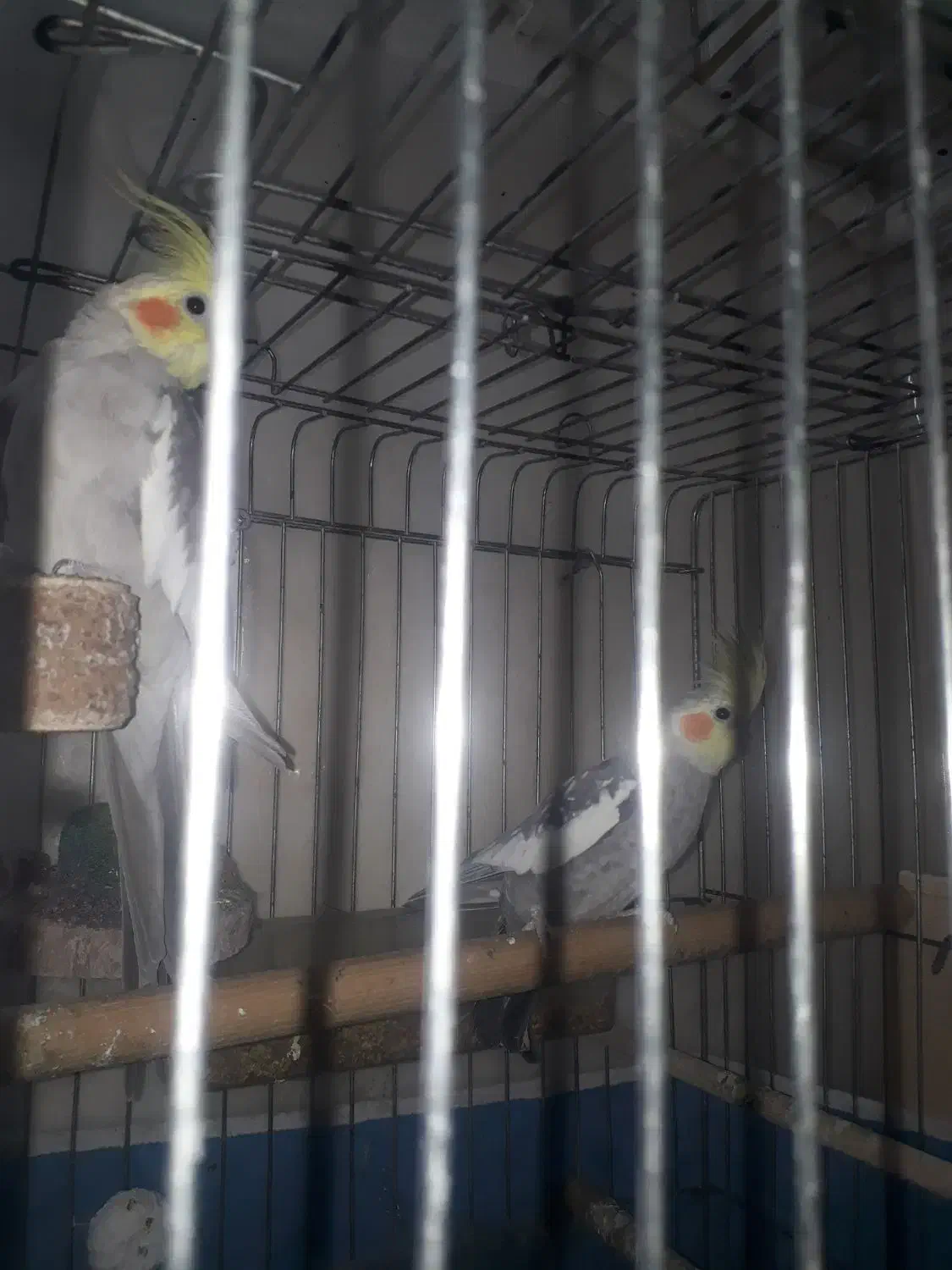 فروش دو عدد عروس نر|پرنده|دوگنبدان, |دیوار