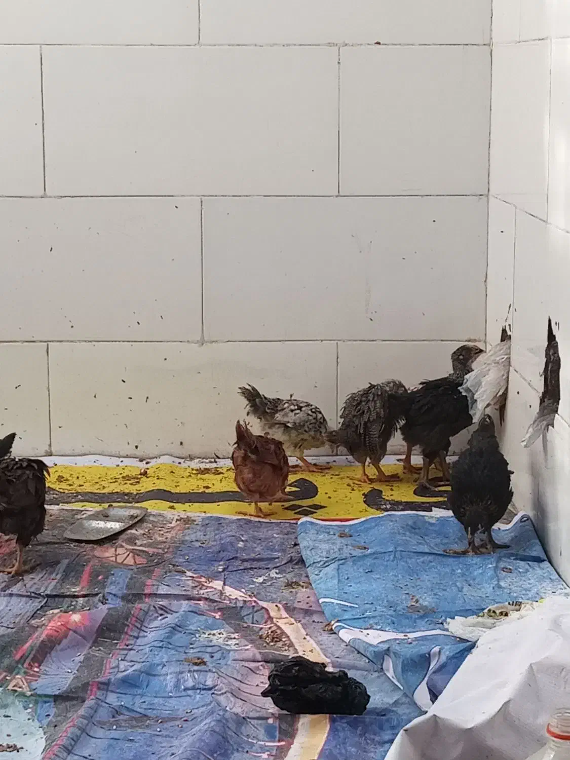 مرغ و خروس سالم و سرحال واکسن زده|حیوانات مزرعه|اهواز, کوی مندلی(سه راه خرمشهر)|دیوار