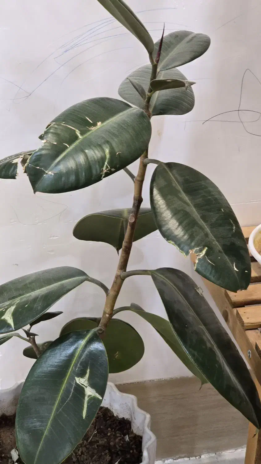 گل طبیعی سبز|گل و گیاه طبیعی|میبد, |دیوار