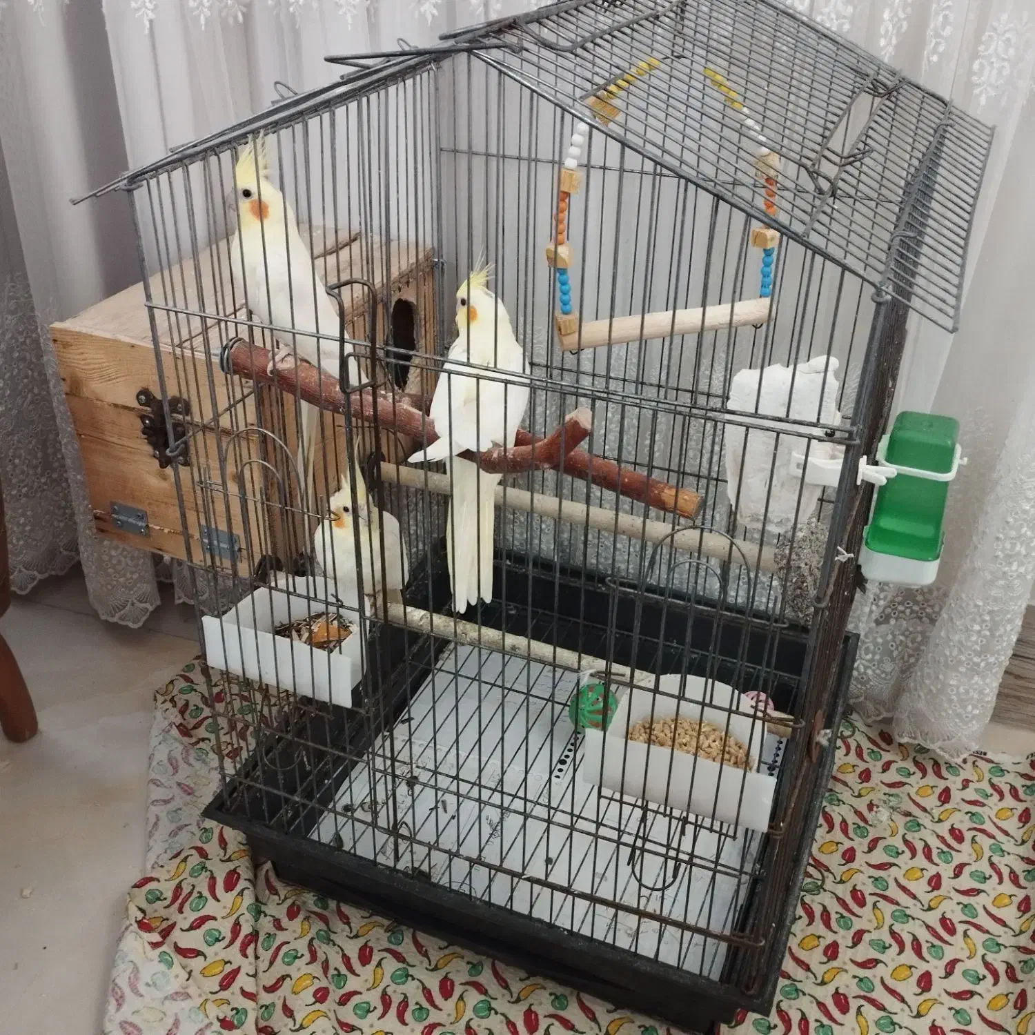 فروش عروس هلندی مولد با جوجه|پرنده|بندرعباس, |دیوار