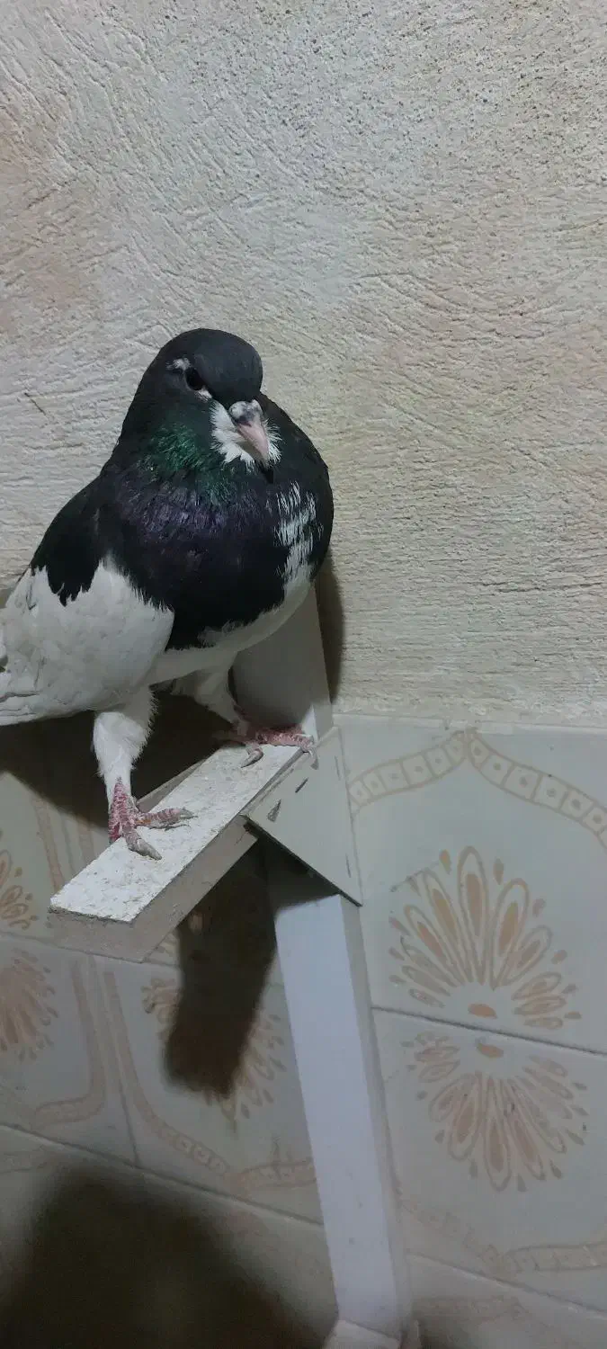 کفتر یال سیاه نر|پرنده|طسوج, |دیوار