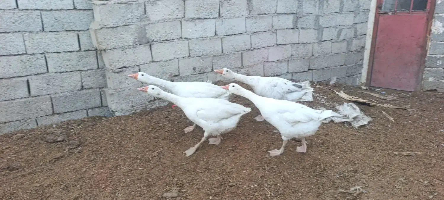 غاز محلی ارگانیک طبیعی برای شب چله|حیوانات مزرعه|اردبیل, |دیوار