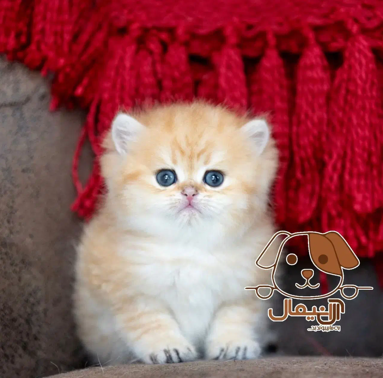 سگ پامر|سگ|ازنا, |دیوار