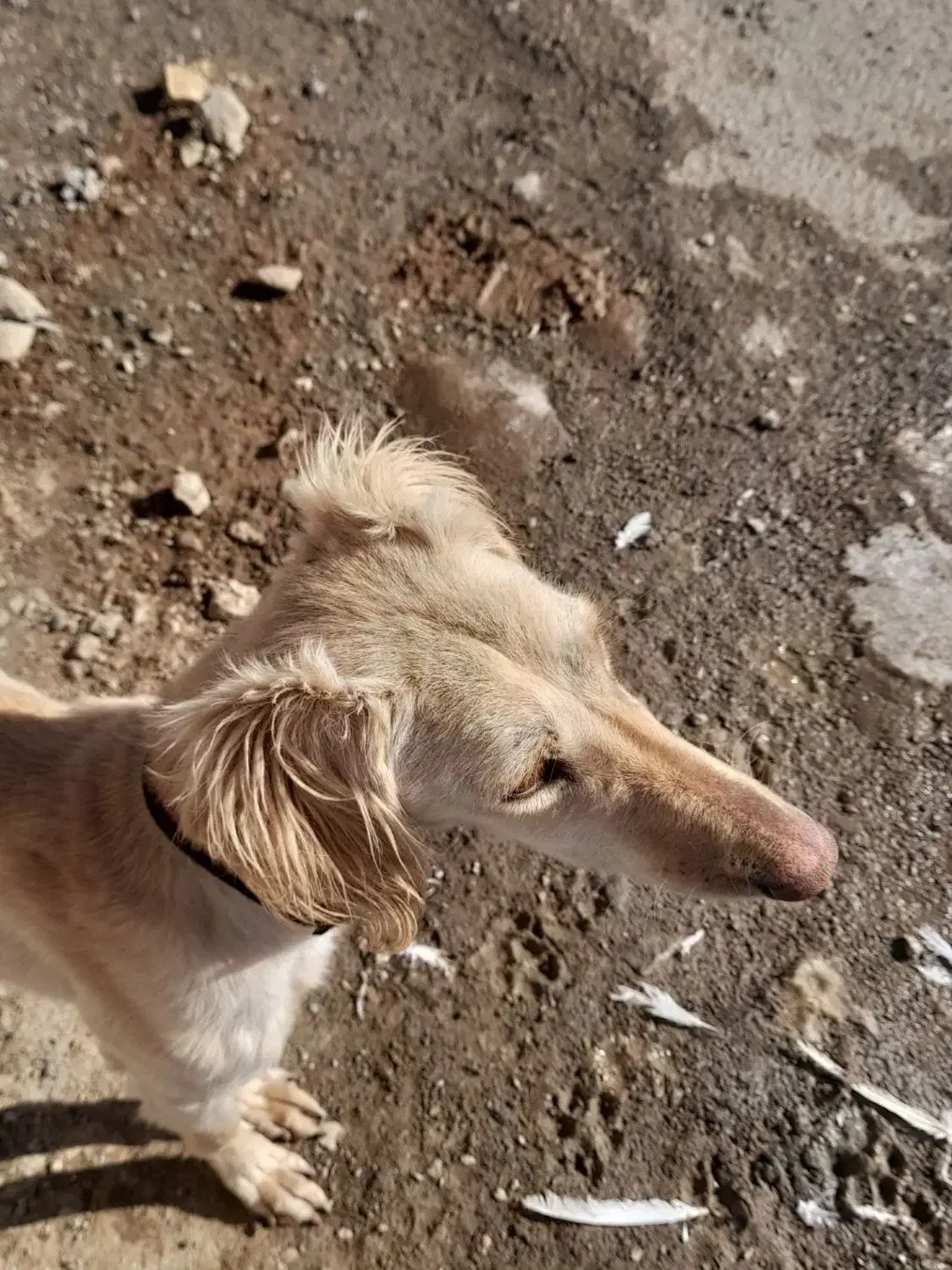 تازی ماده زلف دار|سگ|دیواندره, |دیوار