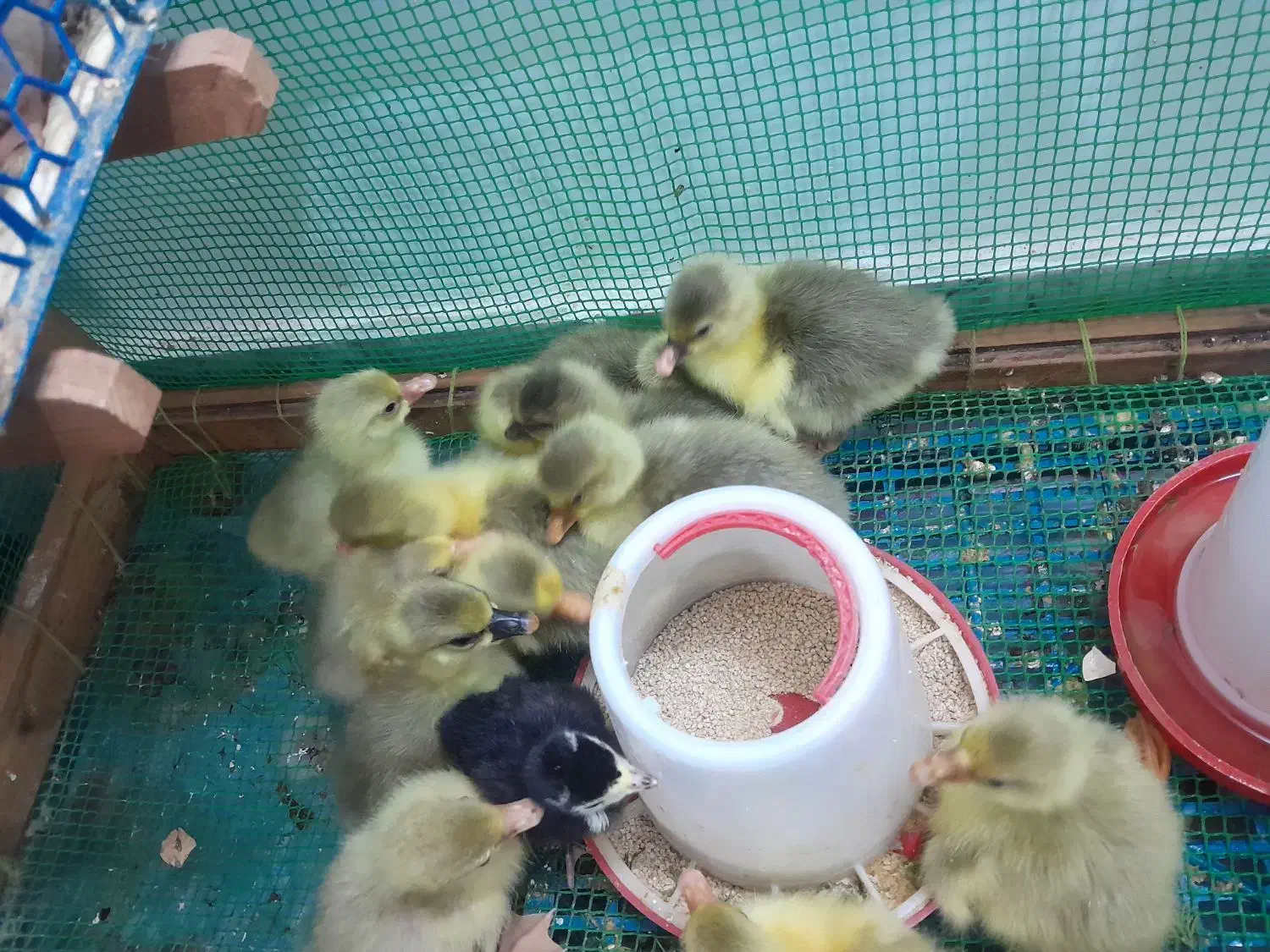 جوجه غاز دو روزه|حیوانات مزرعه|قائم‌شهر, |دیوار