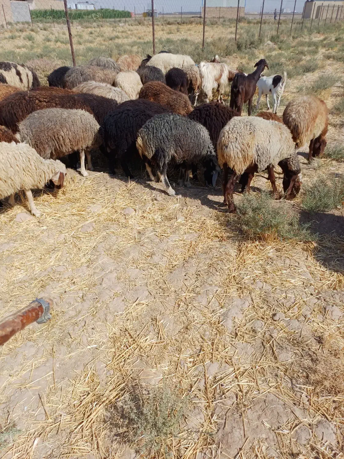 بره نروماده|حیوانات مزرعه|کاشان, مزرعه نواب|دیوار