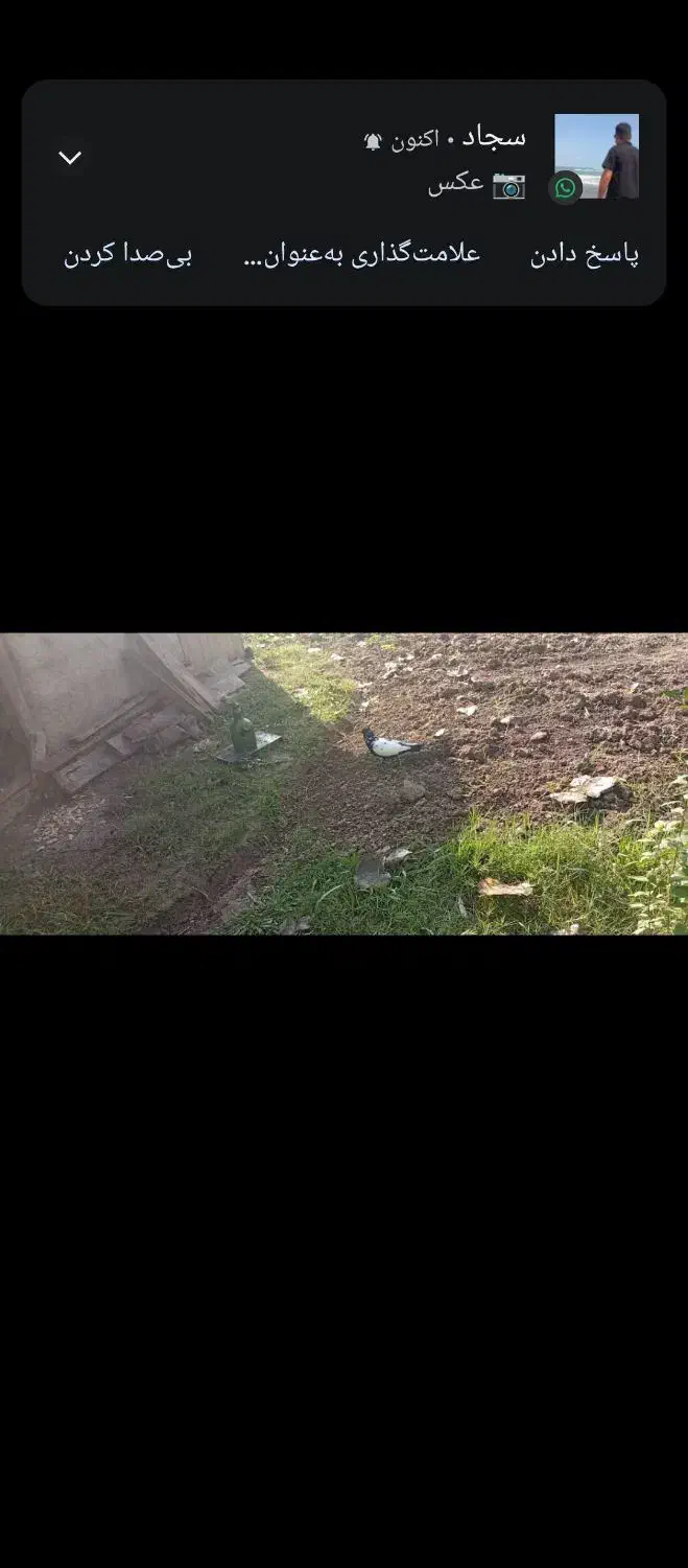 کبوتر اصل لارستان|پرنده|سنگر, |دیوار