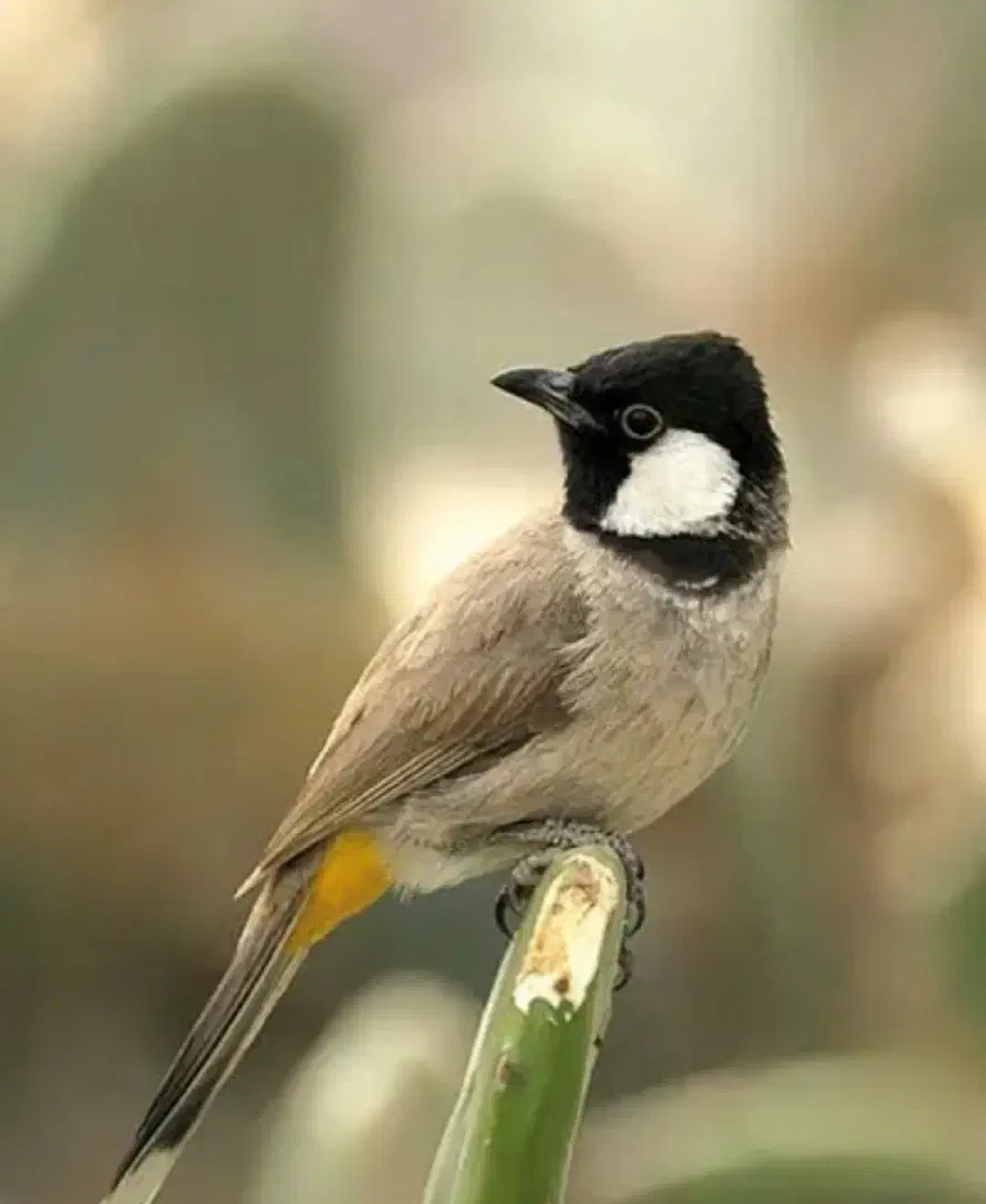 سهره اهوازی|پرنده|فردیس, نگارستان|دیوار