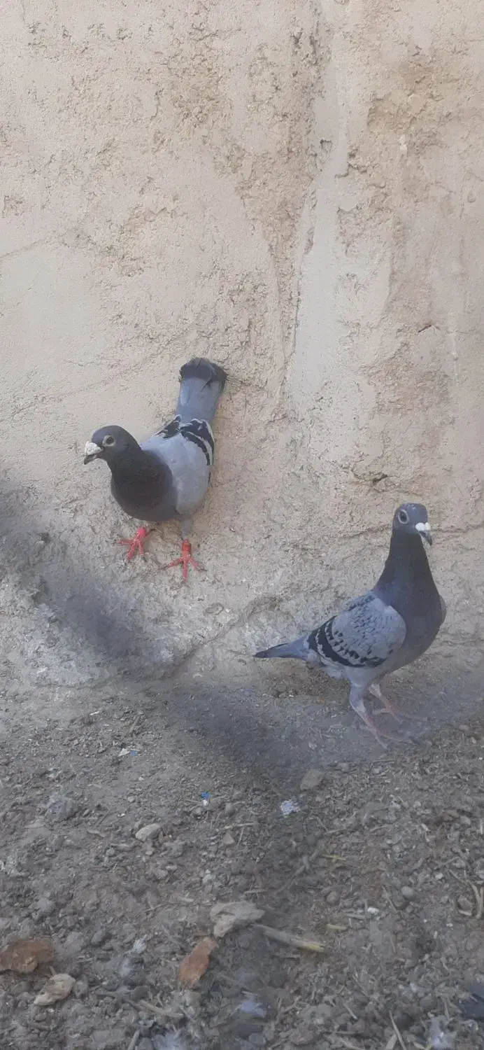 سبز مگس|پرنده|نیمروز, |دیوار