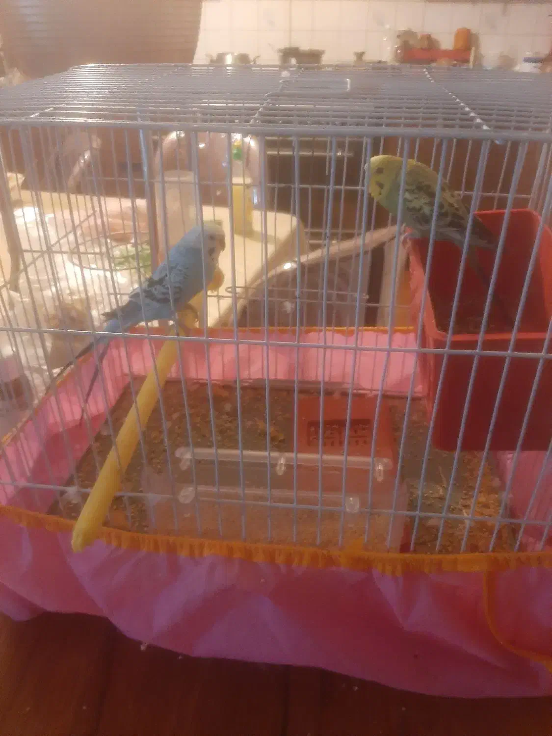 مرغ عشق|پرنده|کرمان, |دیوار