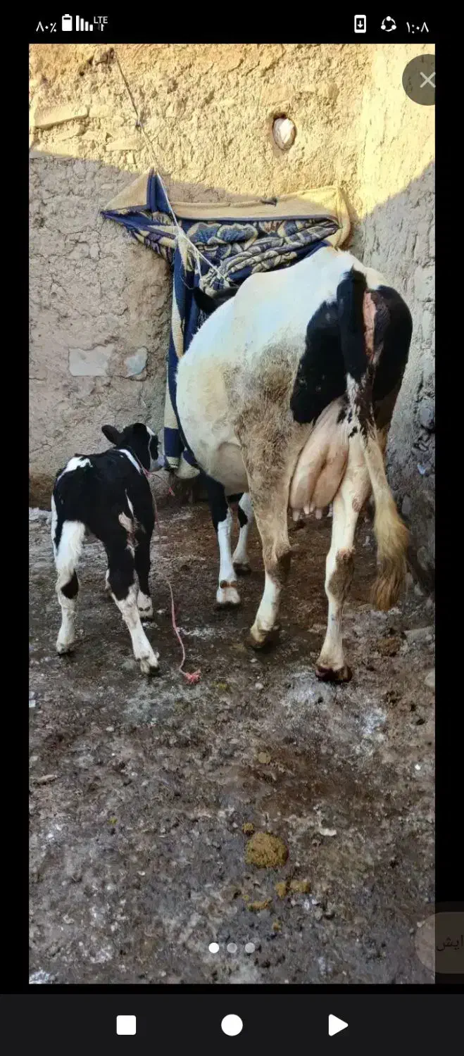 گاو با گوساله شکم اول|حیوانات مزرعه|مشگین شهر, |دیوار