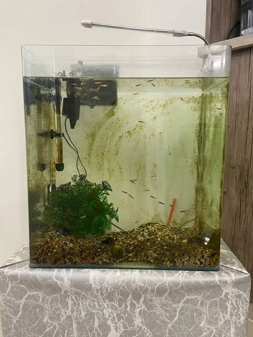 آکواریوم ماهی|ماهی|بجنورد, |دیوار