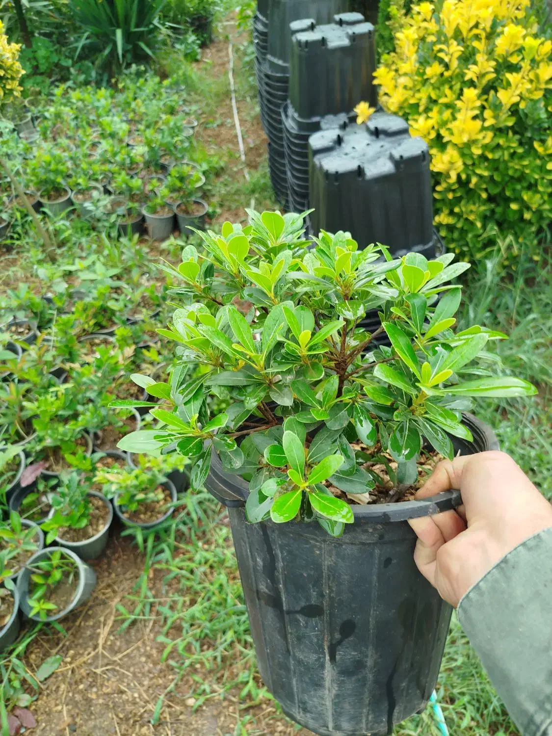 یاس جعبه ۴۰|خدمات باغبانی و درختکاری|کومله, |دیوار