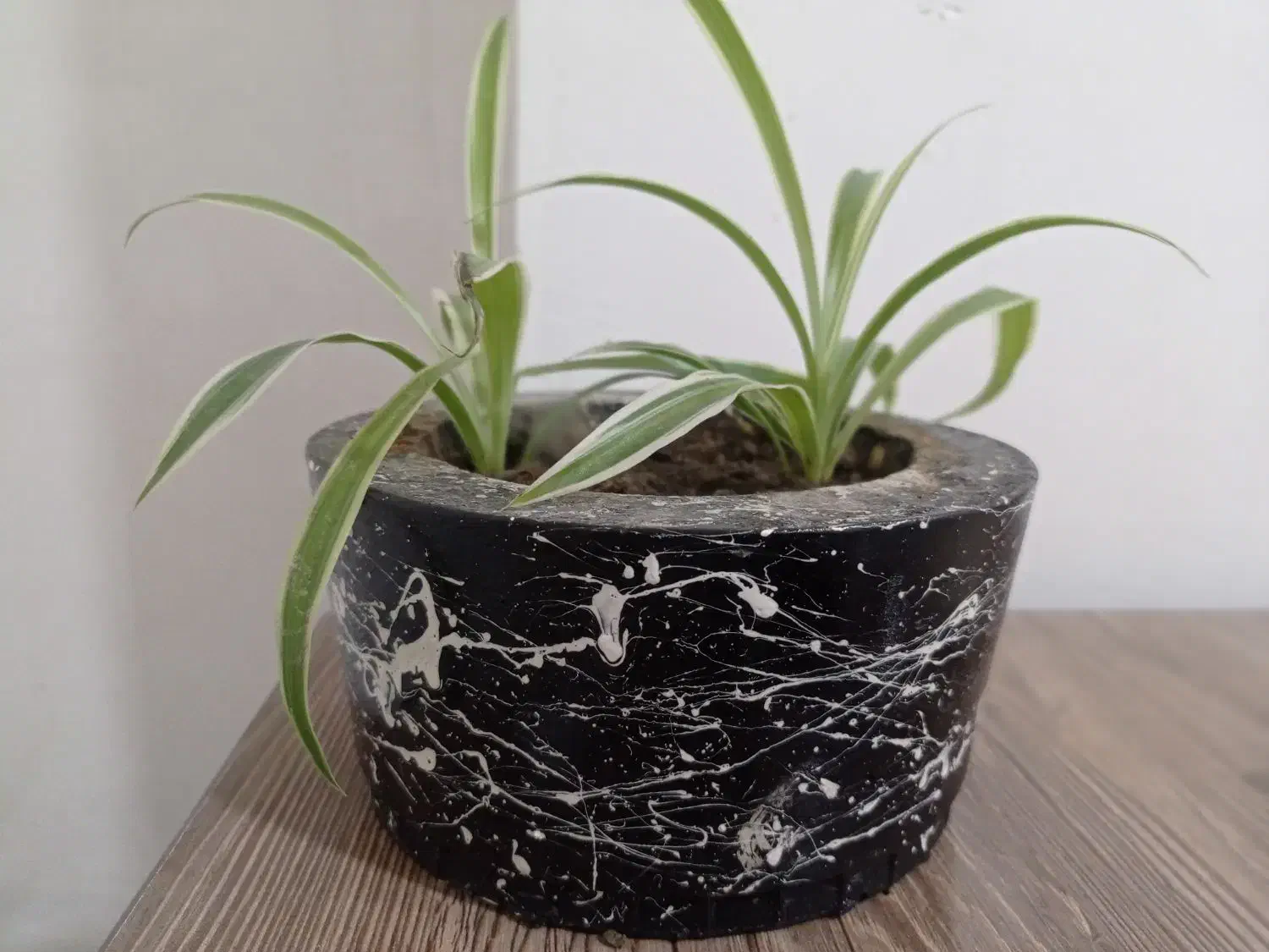 گل گندمی همراه گلدان|گل و گیاه طبیعی|پیرانشهر, |دیوار