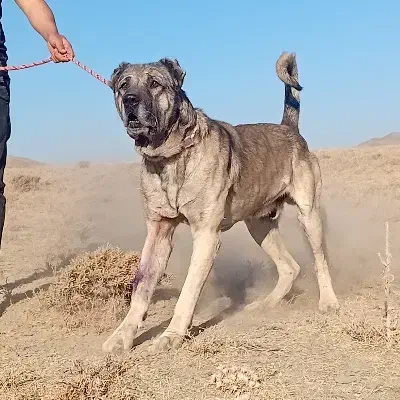 فروشی|سگ|ساروق, |دیوار