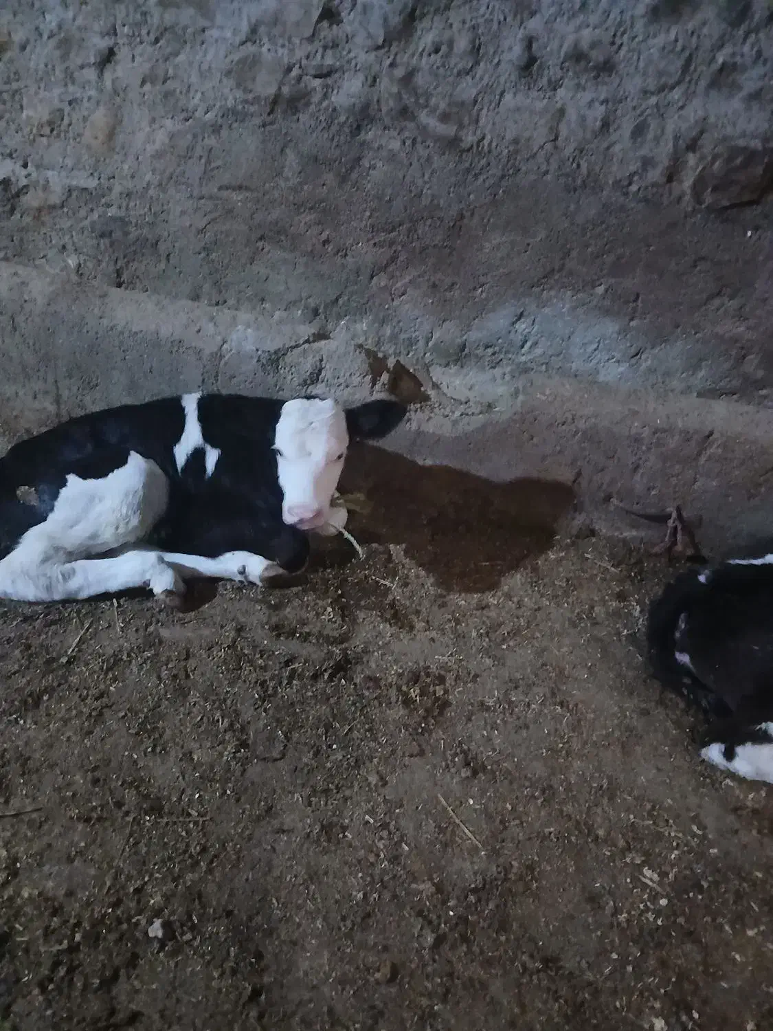 گاو شیری|حیوانات مزرعه|مانه, |دیوار