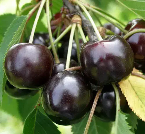 نهالستان الفتی و نصیری|خدمات باغبانی و درختکاری|خسروشاه, |دیوار