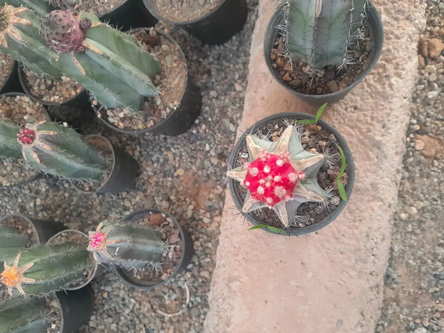 گلو و گیاه|گل و گیاه طبیعی|قزوین, |دیوار