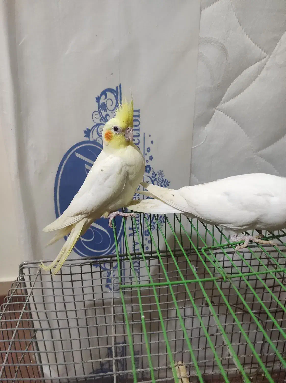 جوجه عروس هلندی خورموج|پرنده|خورموج, |دیوار