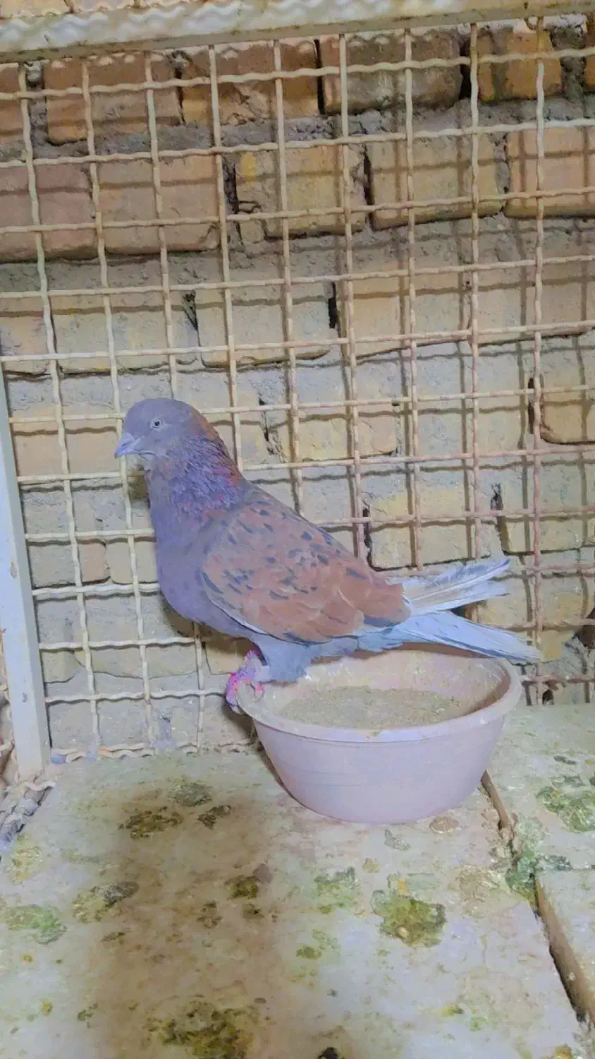 نامبروان|پرنده|اردکان, |دیوار