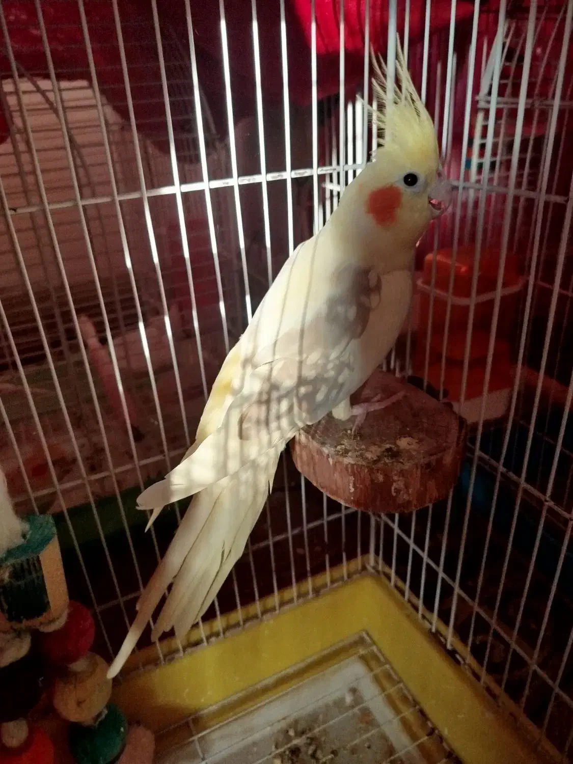 طوطی عروس هلندی دوکت|پرنده|بابل, |دیوار