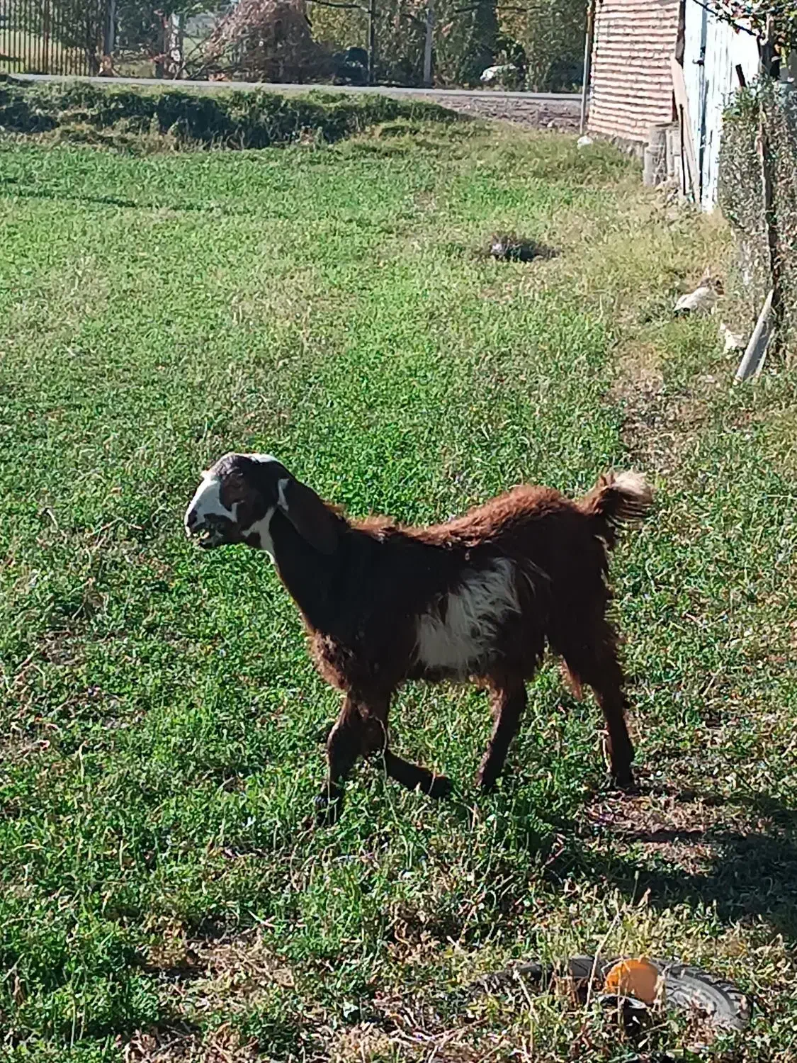 فروش بز و بزغاله|حیوانات مزرعه|بوکان, |دیوار