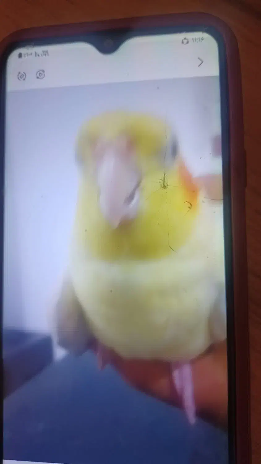 گمشده|حیوانات|پاکدشت, پاکدشت (مامازند)|دیوار