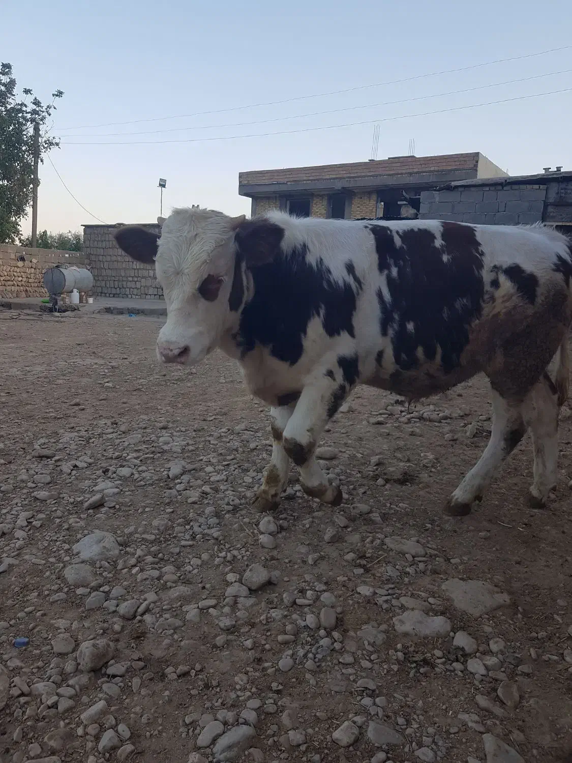 نر سمیتتال|حیوانات مزرعه|سیروان, |دیوار