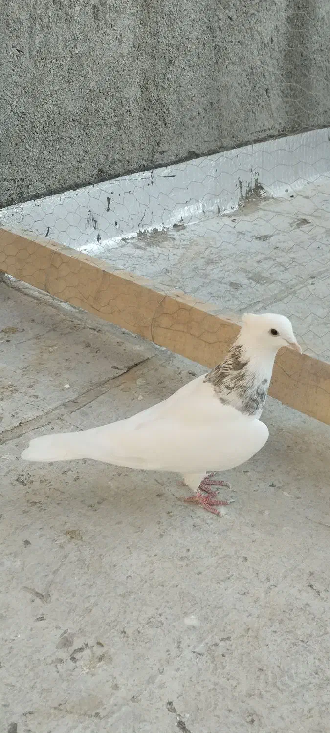 2عدد کفتر فروشی|پرنده|شیروان (خراسان), |دیوار