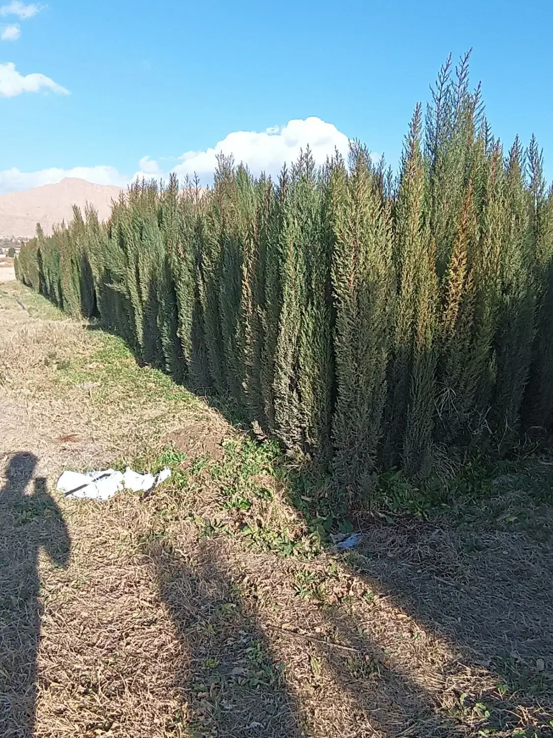 نهال نهالستان پرتقال نارنگی بادام سروناز لیمونشاع|خدمات باغبانی و درختکاری|شیراز, سایت اداری|دیوار