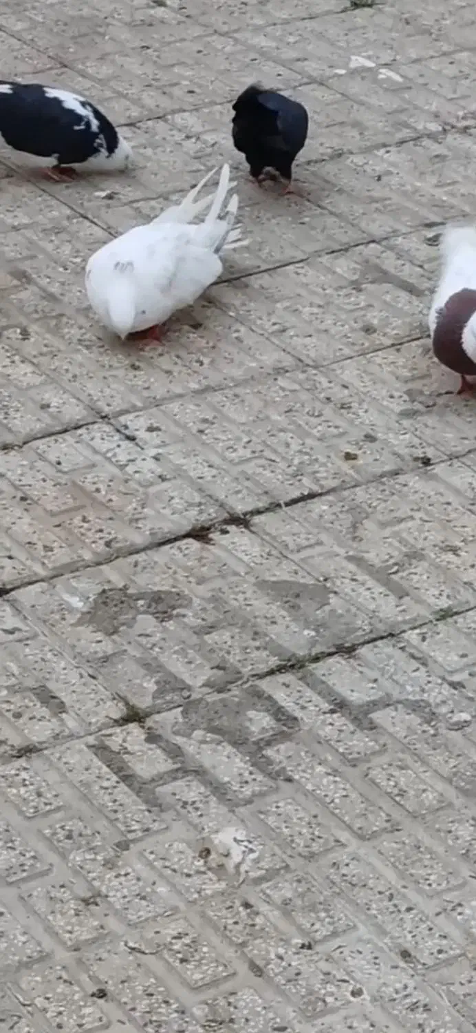 کفتر قدار دیمدیک بالا|پرنده|گرمی, |دیوار