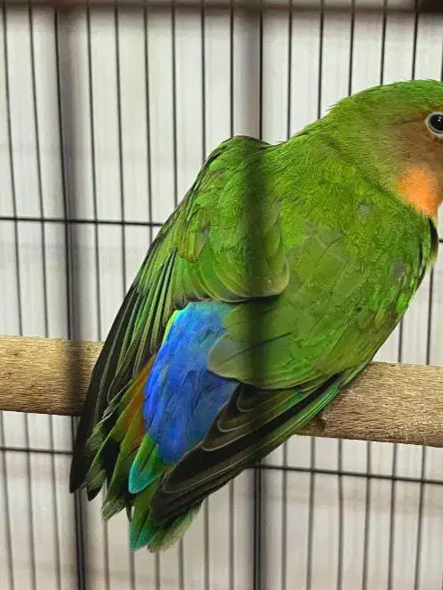 طوطی برزیلی کوتوله برزیلی|پرنده|صومعه‌سرا, |دیوار