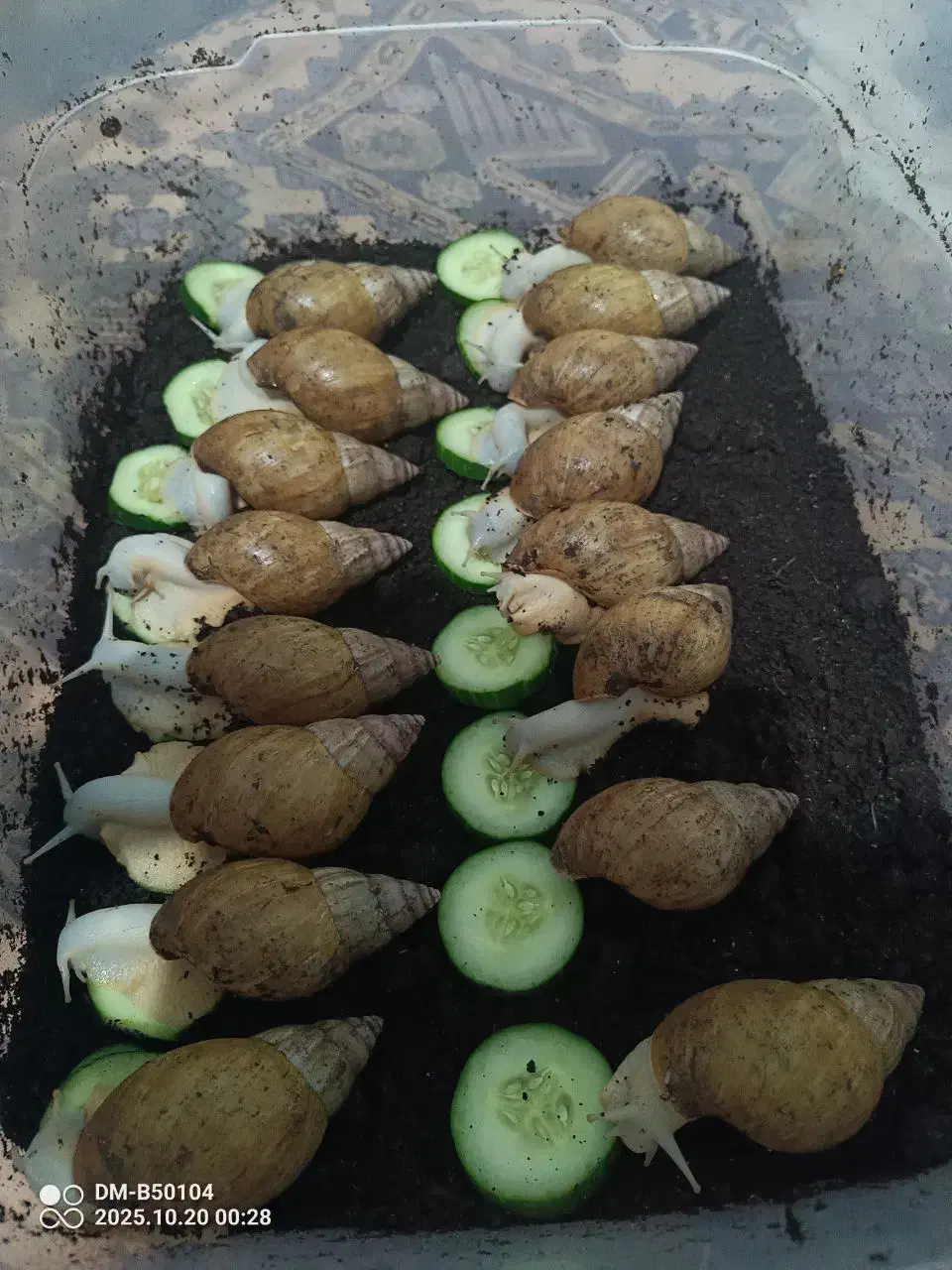 شغل دوم بی دردسر ، پاکسازی پوست ، حیوان خانگی|حیوانات مزرعه|آبیک, |دیوار