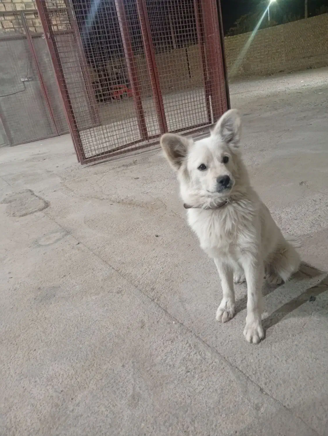 یگ گمشده مژدگانی داده میشود|حیوانات|میبد, |دیوار