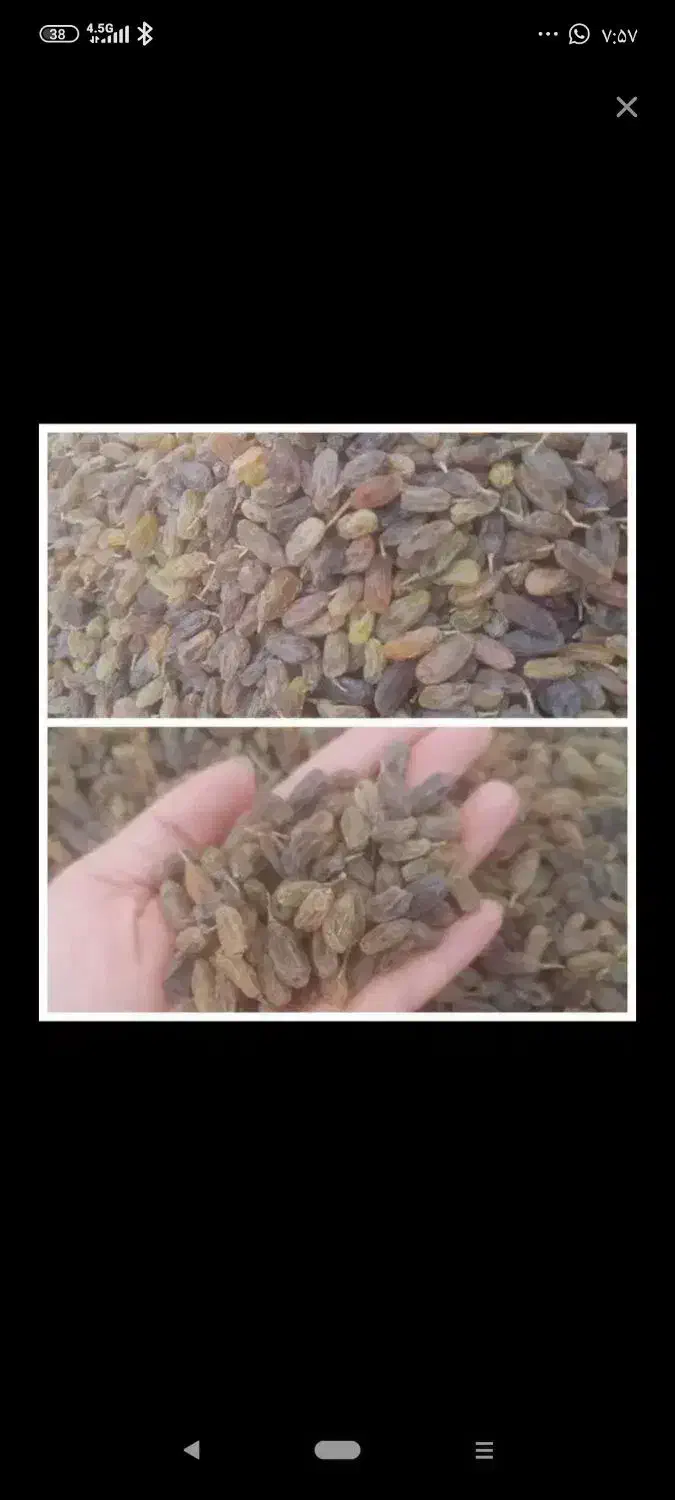 کشمش سایه خشک صد درصد ارگانیک|خوردنی و آشامیدنی|شیراز, حومه شیراز|دیوار