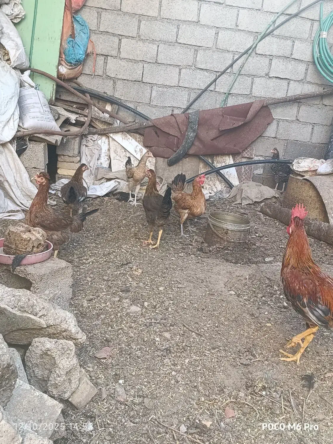 سوسنگردروستای شهرک مرعی|حیوانات مزرعه|سوسنگرد, |دیوار