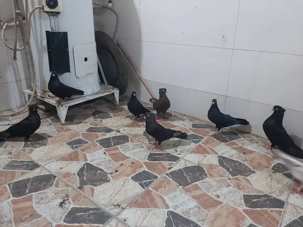 کبوتر|پرنده|چمران, |دیوار