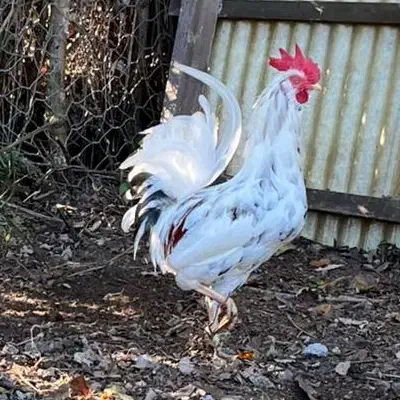 خروس گلین تقریبا ۹ ماهشه حرفه ایی|حیوانات مزرعه|نوشهر, |دیوار